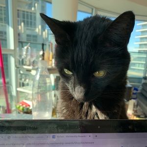 Meet your Posher, Shelley